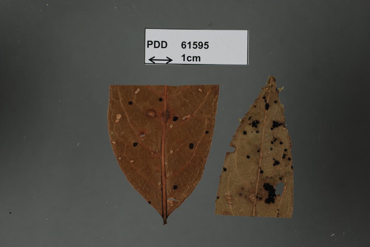 Представитель Семейства Parodiopsidaceae